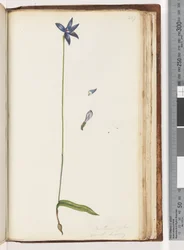 Seite 207. Arethusa pilosa / Wachs-Lippen-Orchidee