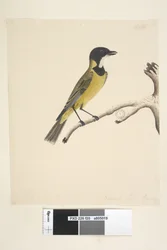 Seite 20. Natürliche Größe. April Goldener Flöter Pachycephala pectoralis, Männchen, 1791-92