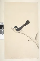 Seite 21. Musciopa. über dem Titel in anderer Hand Juni. Natürliche Größe Unruhiger Fliegenschnäpper Myragra inquieta Seisura inquieta, 1791-92