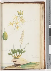 Seite 224. Dendrobium speciosum / Felsenorchidee