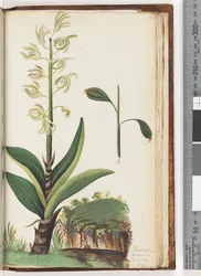Seite 225. Dendrobium speciosum Exot. Bot. t. 10
