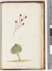 Seite 230. Exocarpus? Billard: Reise / Die Kirsche von New South Wales