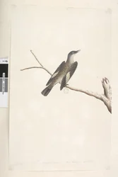 Seite 23. Mai, natürliche Größe, Iris & Zunge zweifelhaft Brauner Baumkletterer Climacterus picumnus, 1791-92