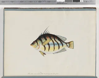 Seite 23. Unbekannter Fisch