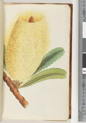 Seite 25. Unidentifizierte Pflanze