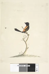 Seite 33. Natürliche Größe Rotrücken-Zaunkönig Malurus melanocephalus, männlich, 1791-92