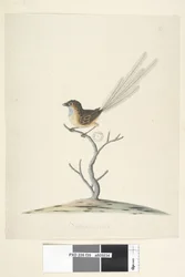 Seite 35. Natürliche Größe Emu, Zaunkönig, Männchen Stipiturus malachurus, 1791-92