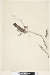 Seite 41. Fringilla. über dem Titel in anderer Hand Juni. Natürliche Größe. Iris zweifelhaft Diamantfeuerschwanz Stagonopleura guttata, unreif, 1791-92
