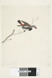 Seite 43. Fringilla. unter dem Titel in anderer Hand Februar. Natürliche Größe Diamantfeuerschwanz Stagonopleura guttata, 1791-92