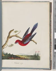 Seite 45. Scharlachrosella. Pennant-Sittich