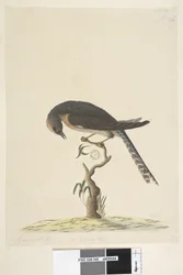 Seite 45. Natürliche Größe. Oben rechts von anderer Hand: A. Unten links: Gehört zu B, d. h. Tafel 44. Fächerschwanzkuckuck Cacomantis pyrrhophanus, 1791-92
