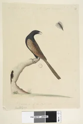 Seite 47. Centropus. unten mittig in anderer Hand Dieser Vogel ist etwa so groß wie der englische Fasan. Gezeichnet 1/3 der natürlichen Größe. Fasanenkuh Centropus phasianinus, 1791-92
