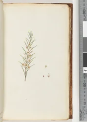 Seite 49. Unidentifizierte Pflanze