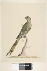 Seite 50. Dies ist ein Bodensittich und geht nie oder sehr selten auf einen Baum. unten in der Mitte in anderer Hand Natürliche Größe. Bodensittich Pezoporus wallicus, 1791-92