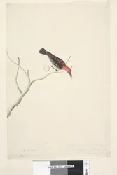 Seite 54. Drepanis. unten in anderer Handschrift September. Natürliche Größe unten rechts in dritter Handschrift Diese Vögel sollen Zugvögel sein und erscheinen in Schwärmen, das Rot zeigt nicht die Schönheit des Vogels. Scharlachroter Honigfresser Myzomel
