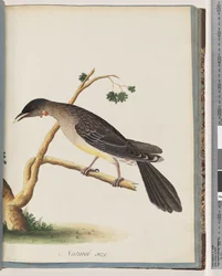 Seite 55. Roter Wattlebird. Merops carunculatus