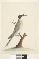Seite 55. Wer,gan oder der Mönch. unten links in anderer Handschrift Meliphaga Phrygia. unten in dritter Handschrift Natürliche Größe Lärmvogel Philemon corniculatus, 1791-92