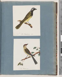 Seite 56. Unidentifizierter Vogel. Turdus leucotis. 57. Rotbrauenfink. Turdus neu