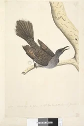 Seite 58. Okt. Natürliche Größe, die Federn des Halses, Kopfes, der Brust und des Rückens sind alle spitz. Pinselwattle Vogel Anthochaera chrysoptera, 1791-92