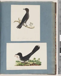 Seite 58. Unidentifizierter Vogel. Turdus. 59. Unidentifizierter Vogel. Turdus