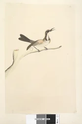 Seite 63. Mai. Natürliche Größe Braunhauben-Honigfresser Phylidonyris melanops, 1791-92