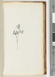Seite 65. Unidentifizierte Pflanze