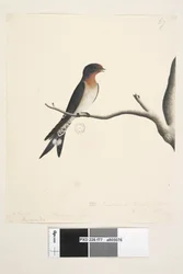 Seite 77. Hirundo. über dem Titel in anderer Hand März. Natürliche Größe. unten rechts in dritter Hand Die Schwalbe oder Martin von N.S. Wales. Willkommen-Schwalbe Hirundo neoxena, 1791-92