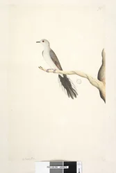 Seite 80. Columba. Natürliche Größe. Diamanttaube Geopelia cuneata