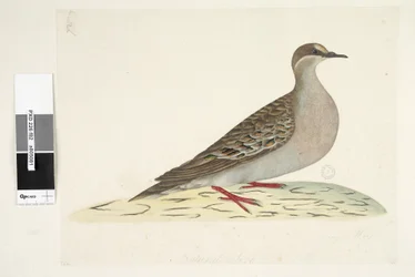 Seite 82. Bronze Wing. unten mittig in anderer Hand Natürliche Größe Gemeine Bronzeflügeltaube Phaps chalcoptera, 1791-92