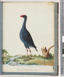Seite 84. Purpurhuhn. Purpurhuhn