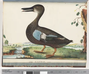 Seite 87. Ente