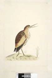 Seite 90. Ardea. entlang des unteren Randes in anderer Hand Die Größe des Vogels, von dem die Zeichnung gemacht wurde, der seinen Hals um vier Zoll verlängern konnte Zwergdommel Ixobrychus minutus, 1791-92