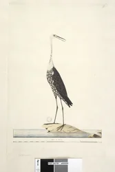 Seite 91. Ciconia. über dem Titel in anderer Hand Dezember, Iris zweifelhaft Weißhalsreiher Ardea pacifica Notophoyx pacifica, 1791-92