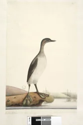 Seite 95. Podicepha. entlang des unteren Randes in anderer Handschrift September. Natürliche Größe des Vogels, die Federn haben eine sehr feine Textur, besonders die auf der Brust, die einen glänzenden, seidigen Glanz haben, fliegt selten mehr als 50 oder 