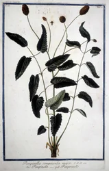 Pimpinelle: Pimpinella Sanguisorba major.