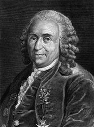 Porträt von Carl von Linné, schwedischer Naturforscher und Schriftsteller (1707 - 1778). Sd. Gravur des 19. Jahrhunderts