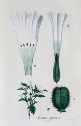 Stechapfel (Datura, Gemeiner Stechapfel)