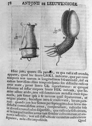 Darstellung eines Obstbaumsamens. Studie des niederländischen Händlers und Naturforschers Antoine van Leeuwenhoek (1632-1723). Gravur aus „Invetigatio Arcanorum“ 1722.