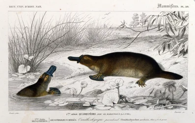 Darstellung eines Schnabeltiers (Ornithorhynchus paradoxus, Blum.). Gravur aus dem „Universalwörterbuch der Naturgeschichte“ von C. D