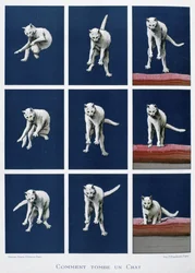 Serie von Bildern einer fallenden Katze, ca. 1895