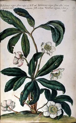 Die Nieswurz oder Schwarze Nieswurz, auch Christrose genannt. 18. Jahrhundert