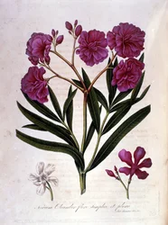 Der rosa Lorbeer (Oleander) - Herbarium aus dem 18. Jahrhundert