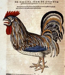 Der Hahn nach der Historia Animalium von Conrad Gesner, Tiguri 1560. Biblioteca nazionale Braidense, Mailand