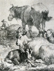 Zugpferd, Ziege, Ziege und Widder - Gravur