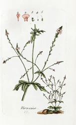 Eisenkraut