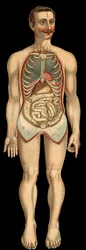 Ansicht des Brust- und Bauchraums von vorne nach Entfernung des Rippen- und Bauchkäfigs. (Dünndarm, Magen, etc.)