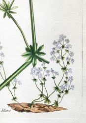 Weiße Wachtel oder Weiches Labkraut