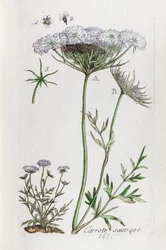 Wilde Möhre