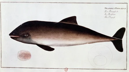 Zoologie: Tafel, die einen Schweinswal darstellt, aquatisches Säugetier. Druck aus dem frühen 18. Jahrhundert. Paris, B.N.