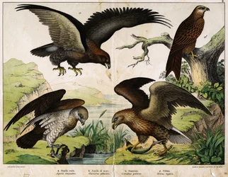 a: Königlicher Adler (Aquila chrysaëtos), b: Seeadler (Haliaëtus albicilla), c: Schlangenadler (Circaëtus gallicus), d: Milan (Milvus regalis) - in „Natural History of Birds“, ed. Hoepli, Mailand